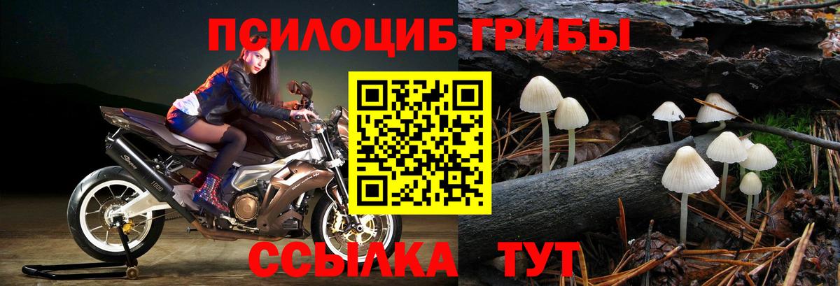 Псилоцибиновые грибы Psilocybine cubensis Артёмовский
